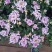 优质大菊花