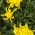 优质大菊花
