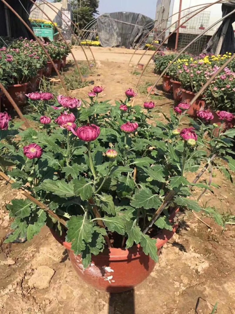 优质大菊花