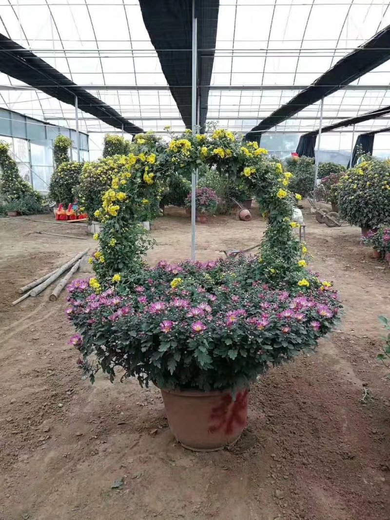 优质大菊花