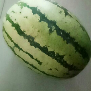 宁夏硒沙瓜