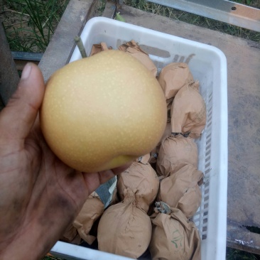 秋月梨