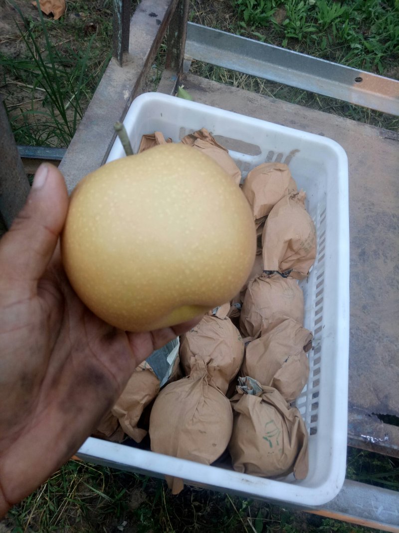 秋月梨