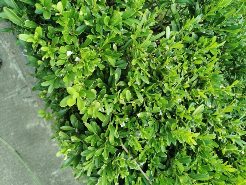 栀子花球3米冠