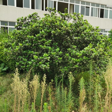 栀子花球3米冠