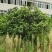 栀子花球3米冠
