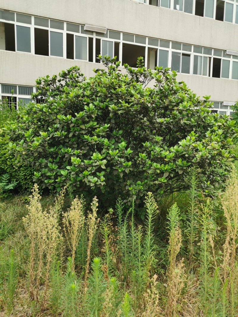 栀子花球3米冠