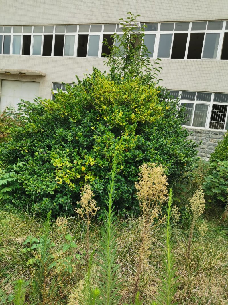 栀子花球3米冠