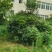 栀子花球3米冠