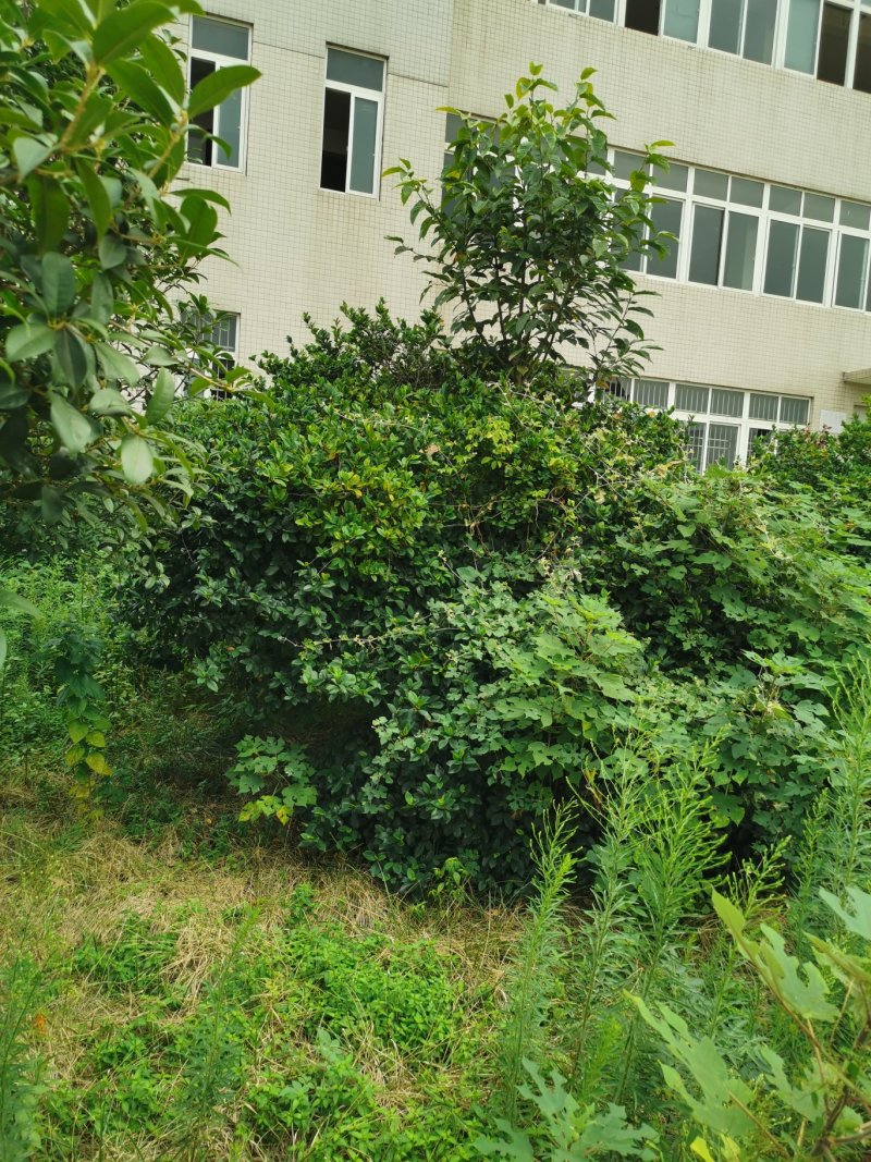 栀子花球3米冠