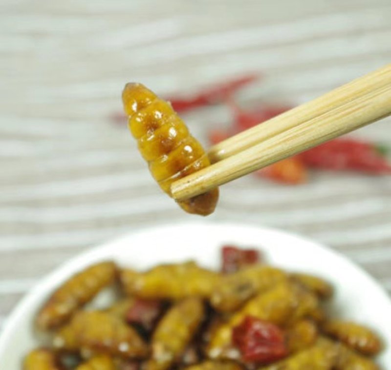金丝蝉蛹