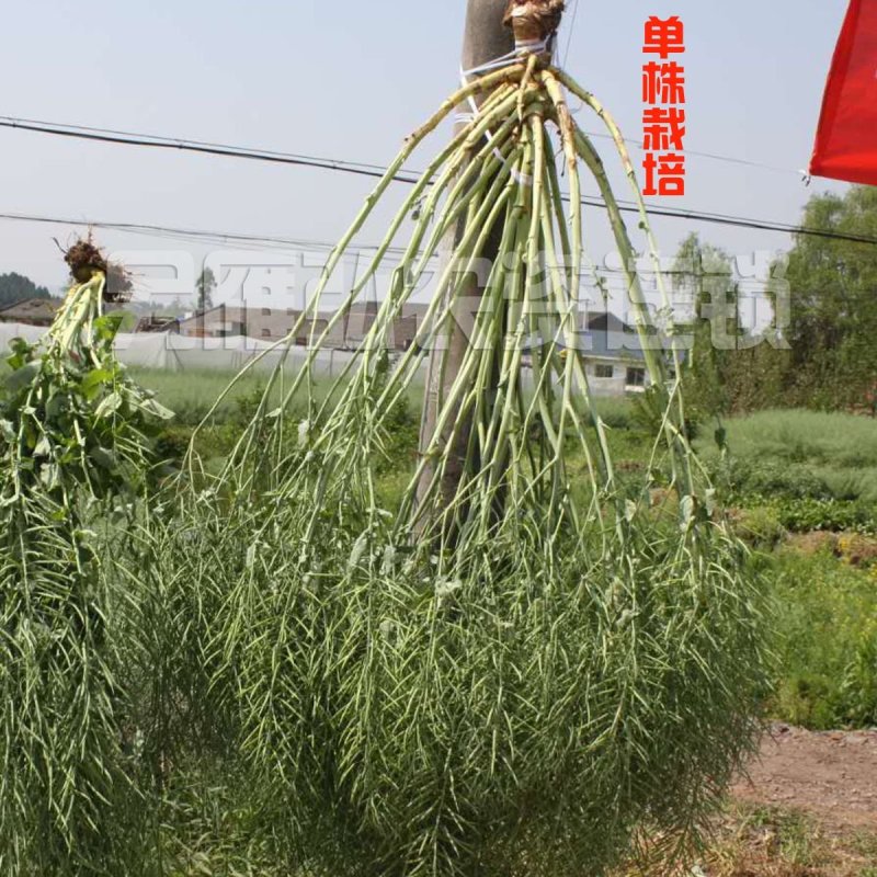 甘蓝型杂交油菜种子中油98D高产高油品种80克包邮