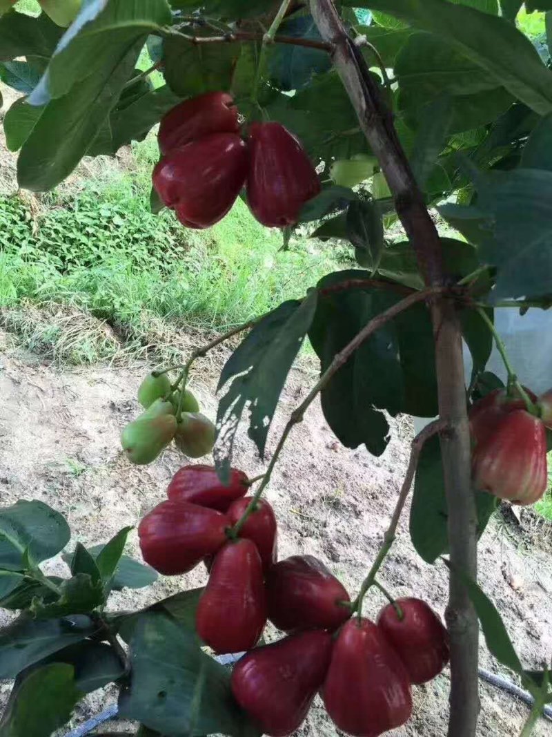 黑糖芭比莲雾苗，地苗杯苗都有，种植二年可挂果