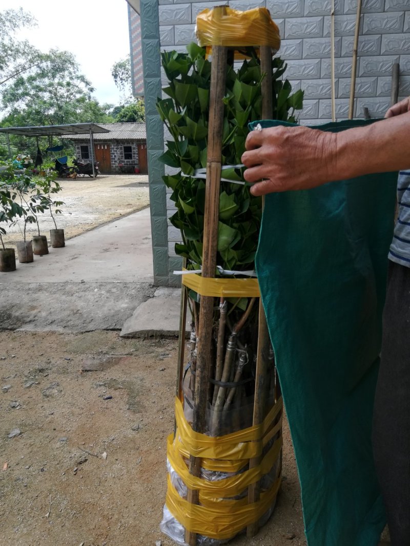 黑糖芭比莲雾苗，地苗杯苗都有，种植二年可挂果