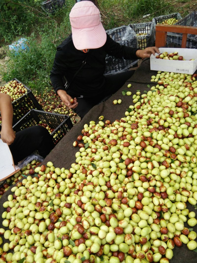 鸡心枣