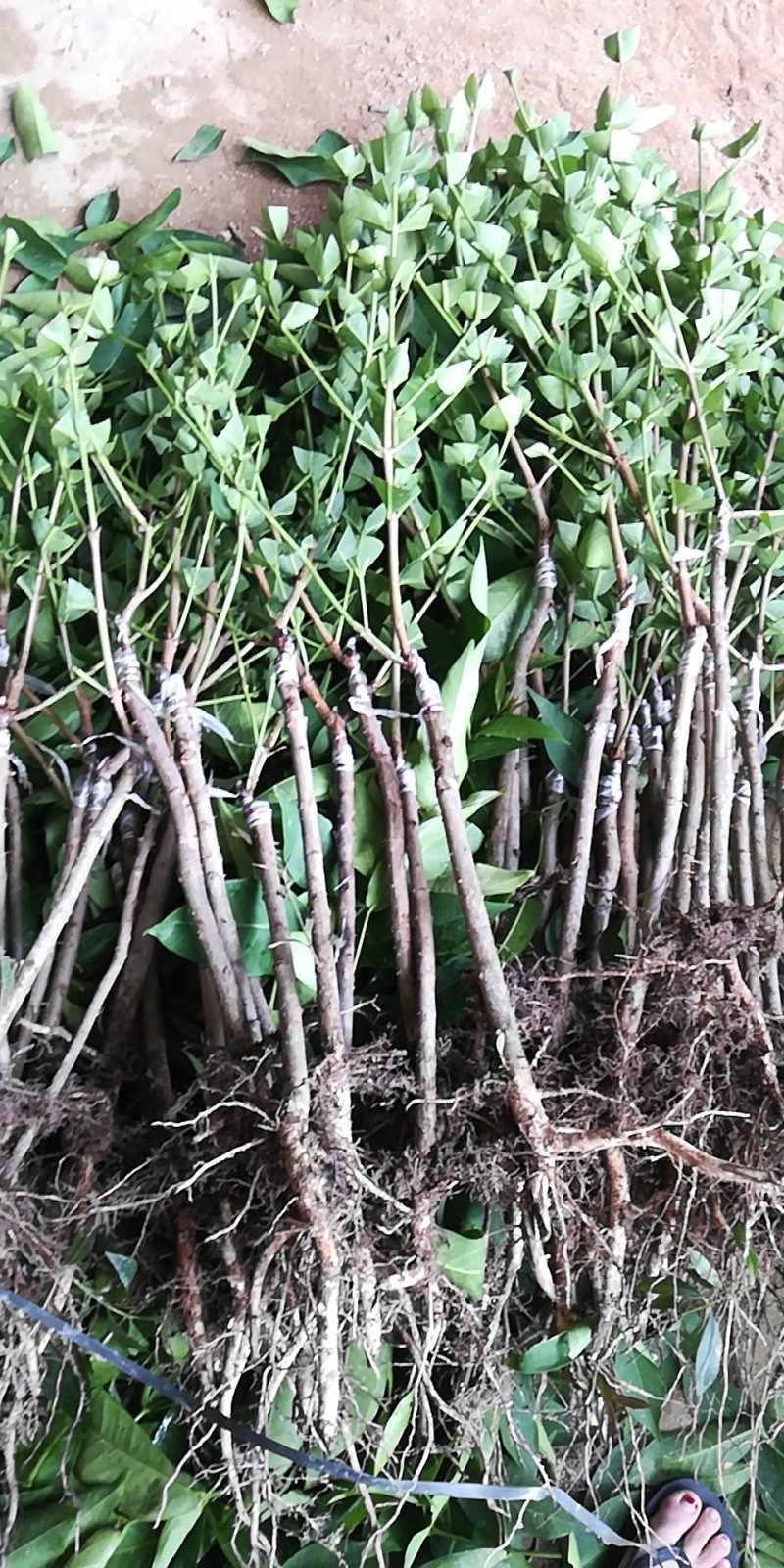 黑糖芭比莲雾苗，地苗杯苗都有，种植二年可挂果