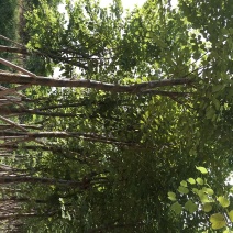 宫粉紫荊