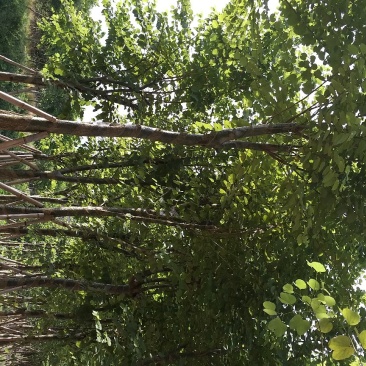 宫粉紫荊