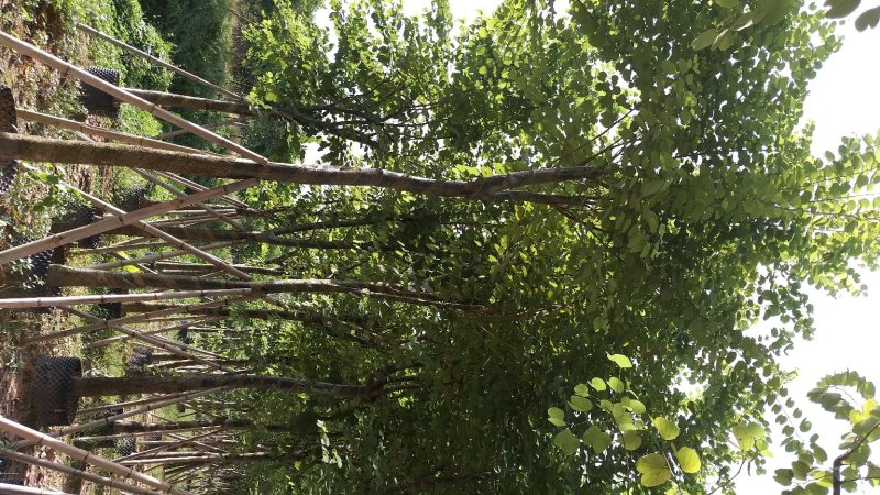 宫粉紫荊
