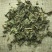 小蓟小蓟小蓟草根小计七七牙刺儿菜水野红花