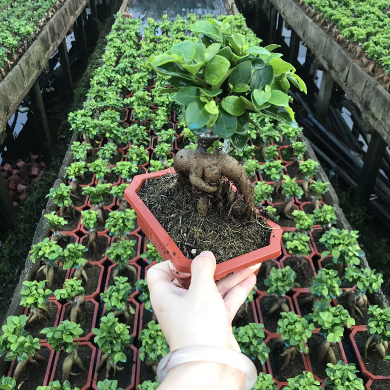 60装，人森榕小榕树绿植盆栽盆景