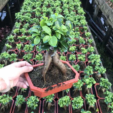 60装，人森榕小榕树绿植盆栽盆景