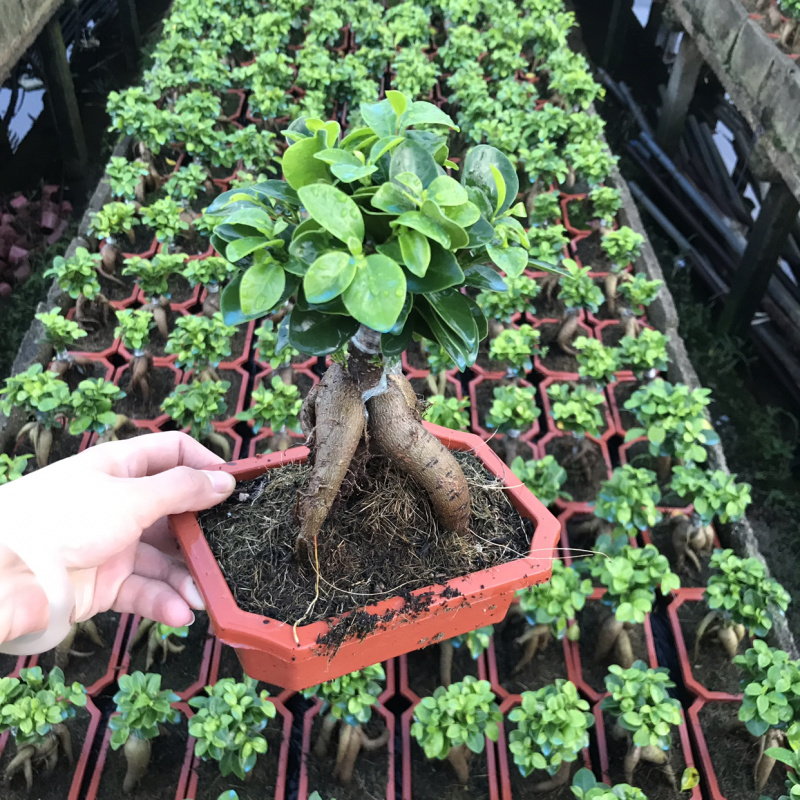 60装，人森榕小榕树绿植盆栽盆景
