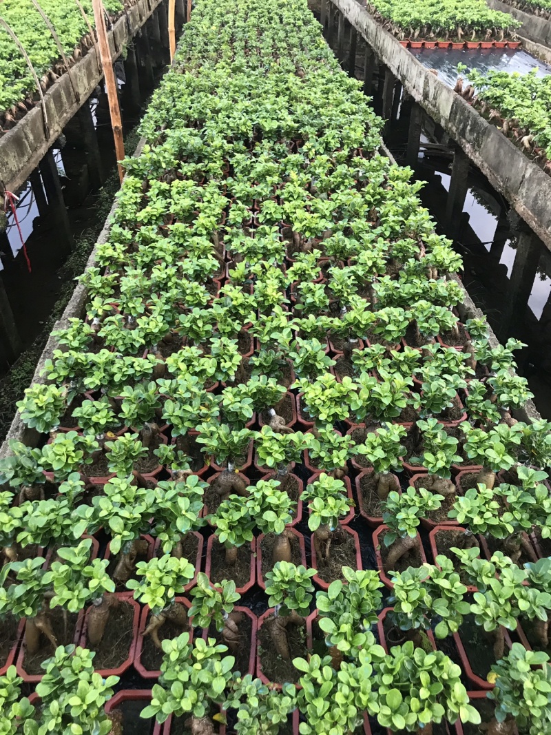 60装，人森榕小榕树绿植盆栽盆景