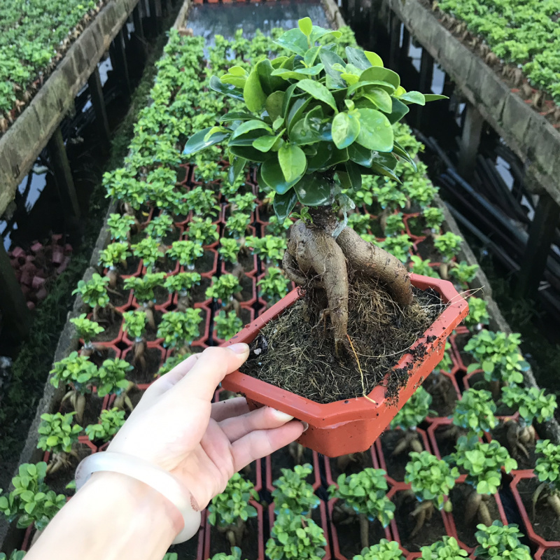 60装，人森榕小榕树绿植盆栽盆景
