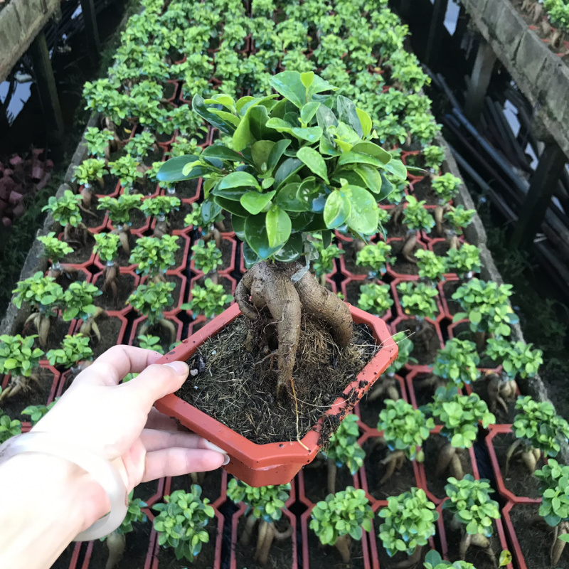 60装，人森榕小榕树绿植盆栽盆景