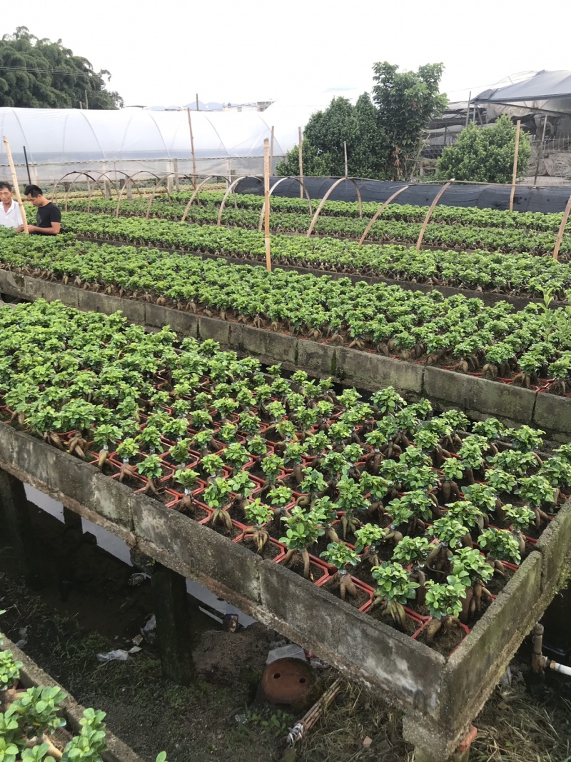 60装，人森榕小榕树绿植盆栽盆景