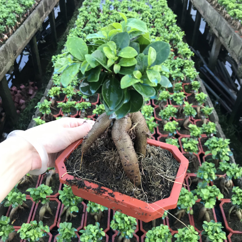 50装，人森榕小榕树盆景盆栽
