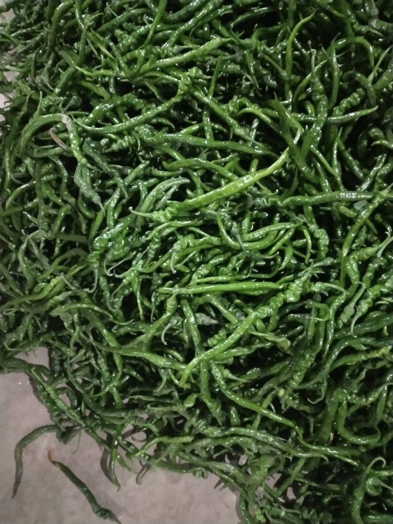 螺线辣椒，陕西螺线辣椒大量上市中质量好欢迎咨询