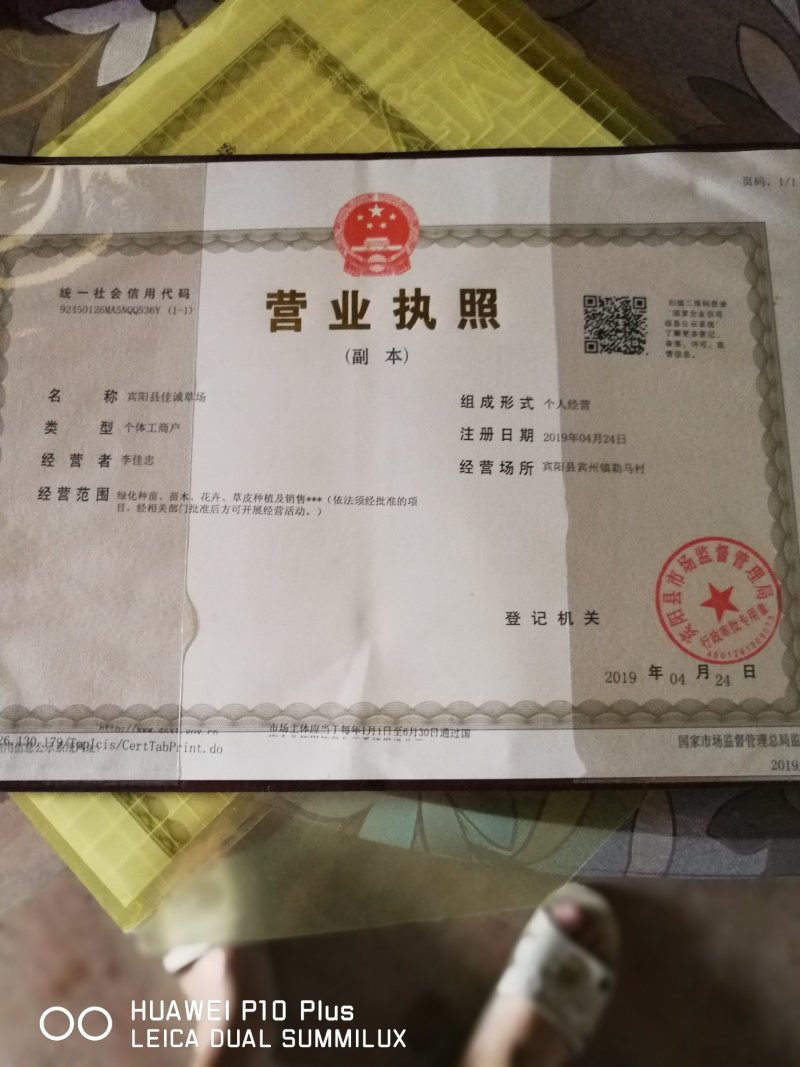 大量马尼拉，大叶油，地被苗木，优惠出售，物美价廉，诚信第