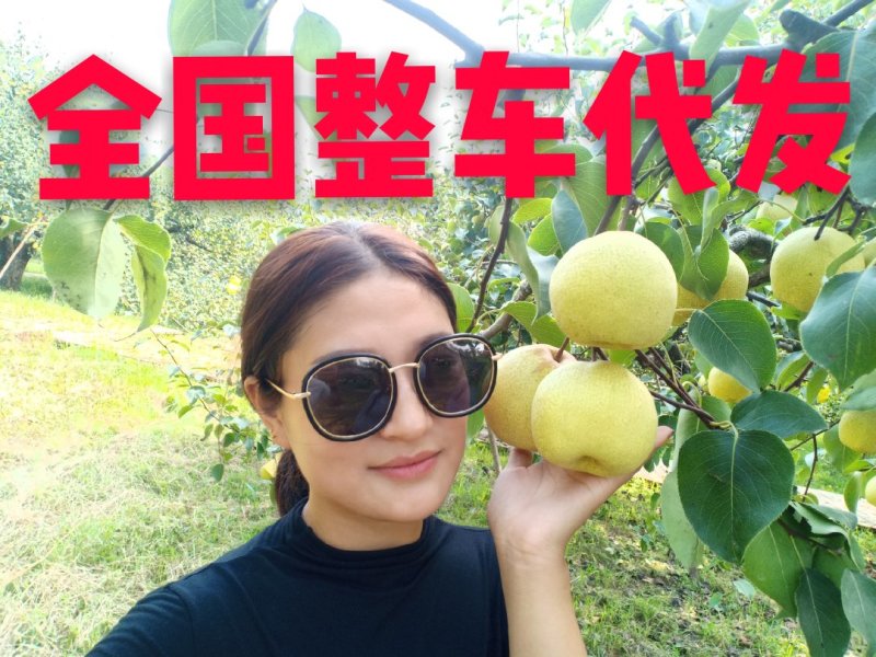 安徽砀山酥梨(商超，电商批发市场)冷库预冷全国发货