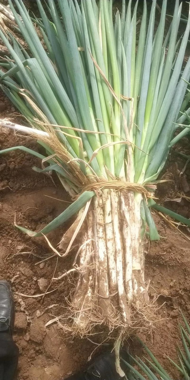 长白大葱毛货，质量好，价格合理