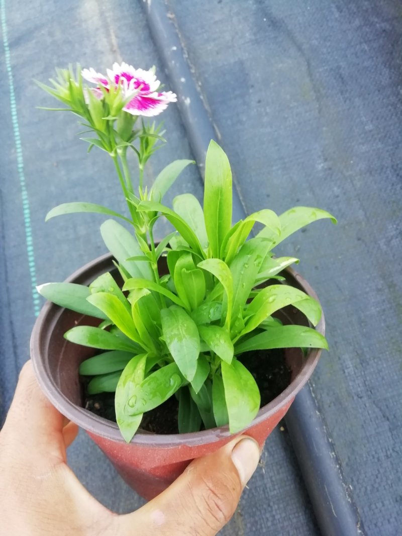 石竹，国庆用花