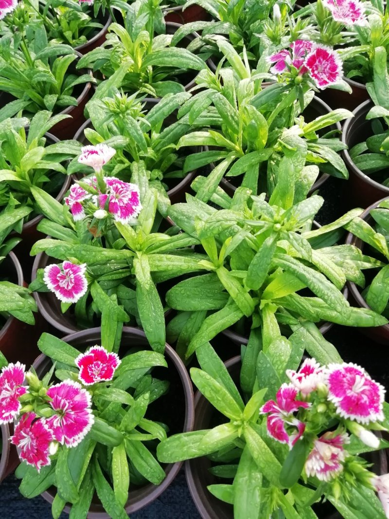 石竹，国庆用花