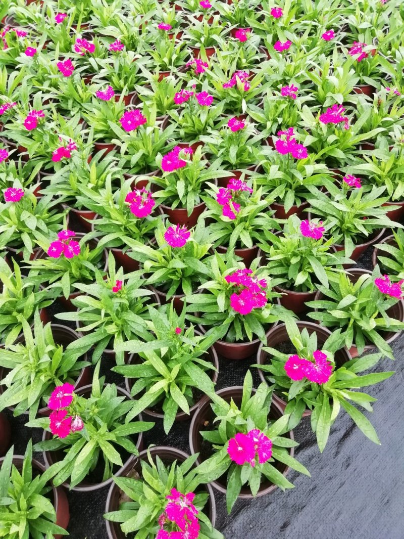 石竹，国庆用花