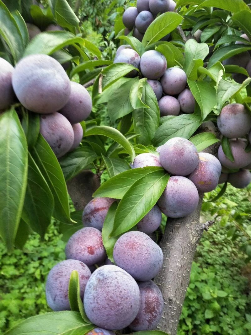 红脆李