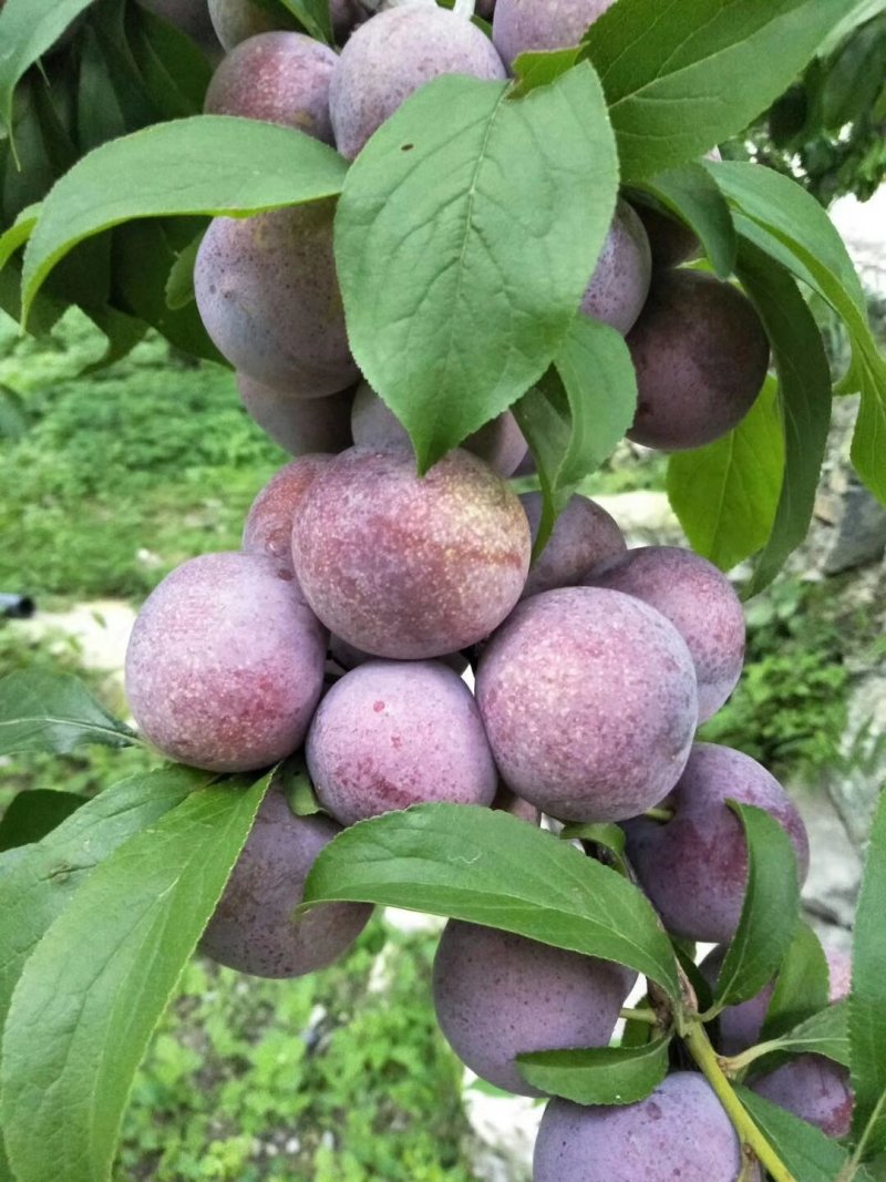 红脆李