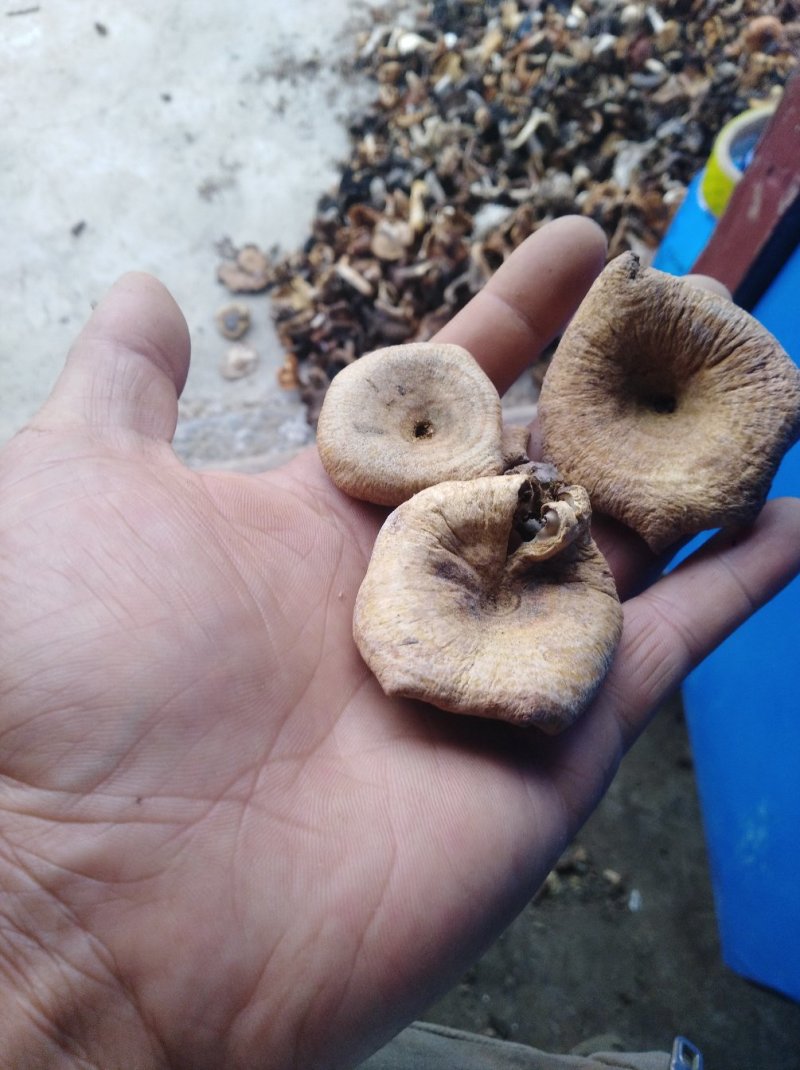湖北干雁来蕈雁鹅菌谷熟菌铜绿枞菌松乳菇寒菌菌松树菌