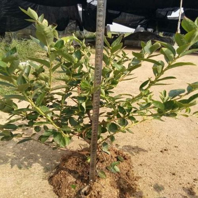 果树盆景多个品种，基地直供品质保证，售后有保障