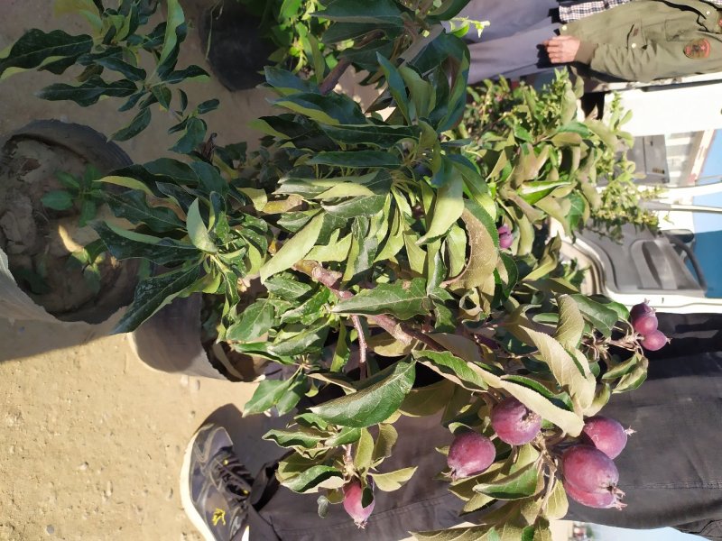 果树盆景多个品种，基地直供品质保证，售后有保障