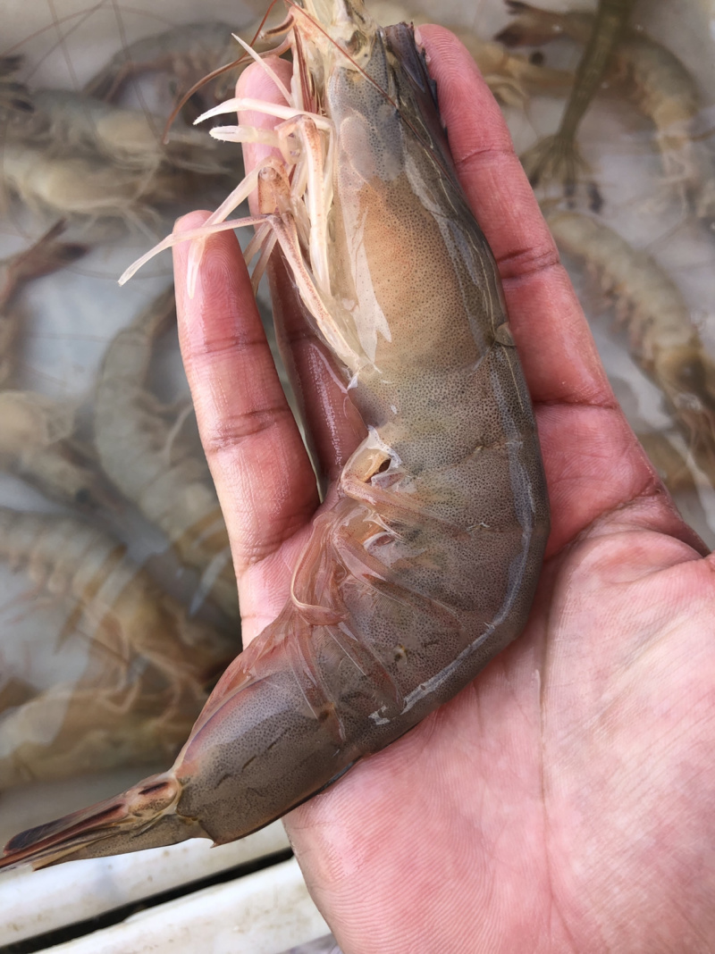 烟台渤海湾大对虾大小都有原浆不泡水