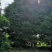 金丝楠木风景树