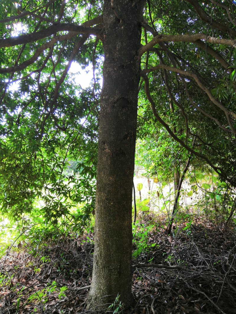 金丝楠木风景树