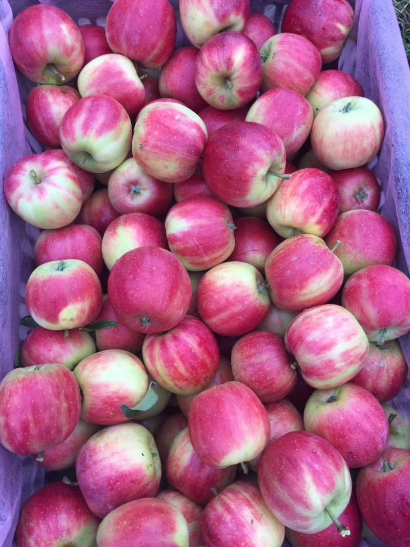 123苹果代收有场地可提供大家食宿