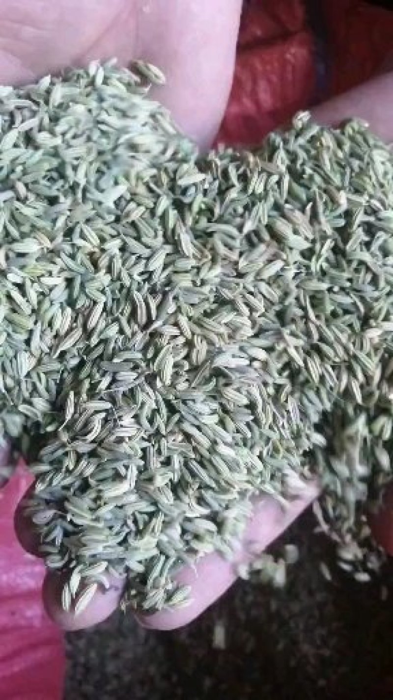 孜然小茴香甘肃孜然玉门孜然香料全国批发5斤起发