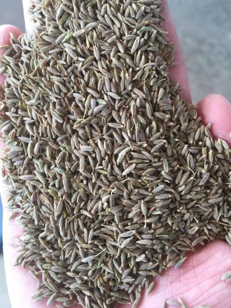 孜然小茴香甘肃孜然玉门孜然香料全国批发5斤起发